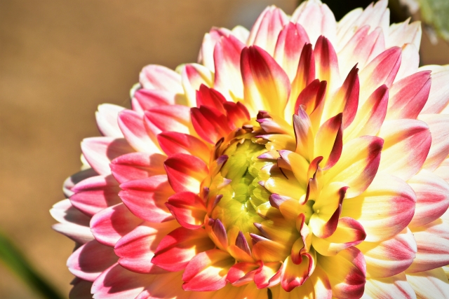 メキシコの花ダリア